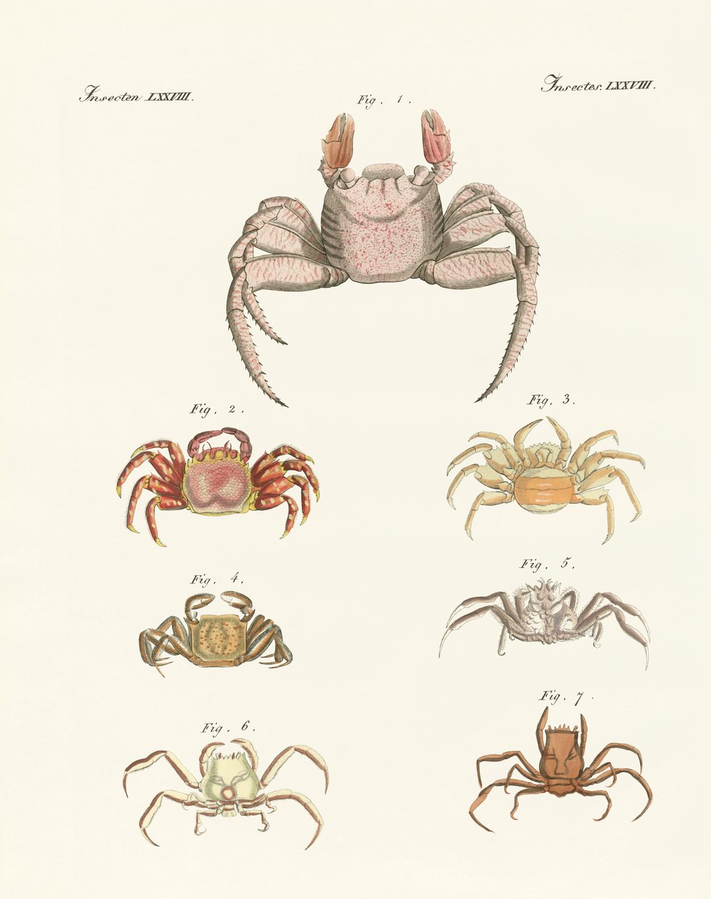 Different Kinds of Crabs by German School