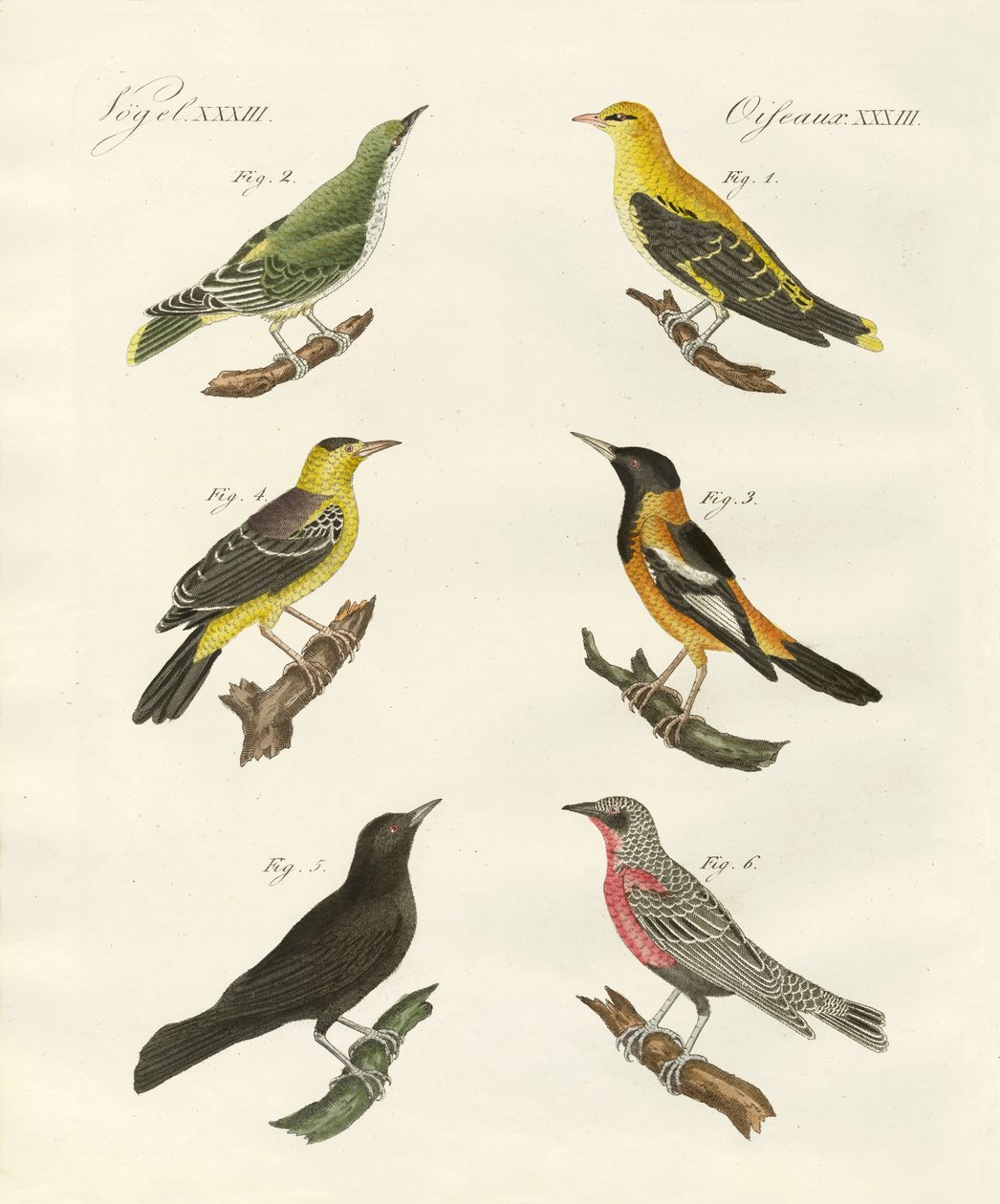 Different Kinds of Golden Oriole by German School