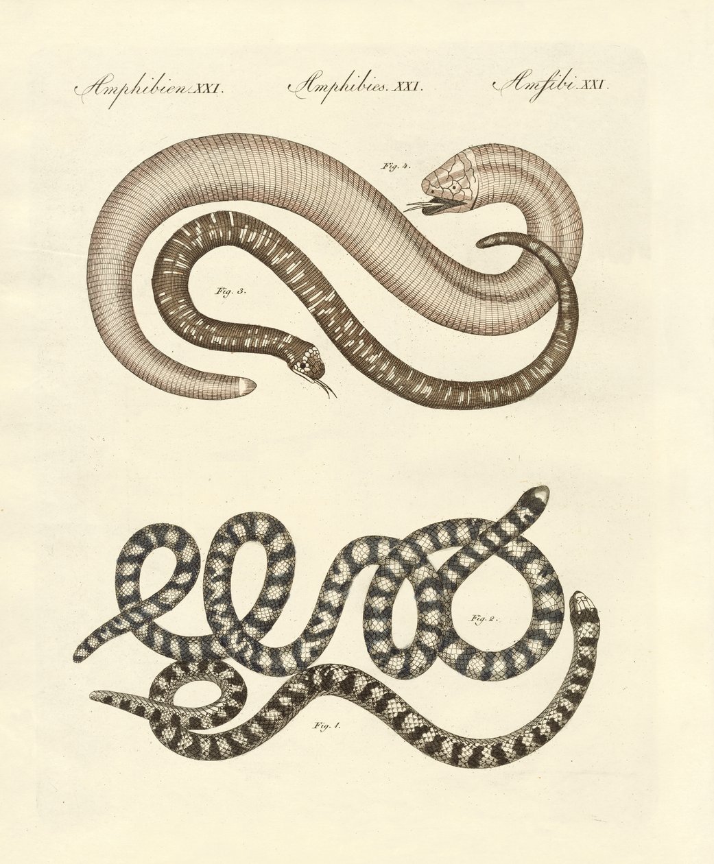 Different kinds of snake by German School