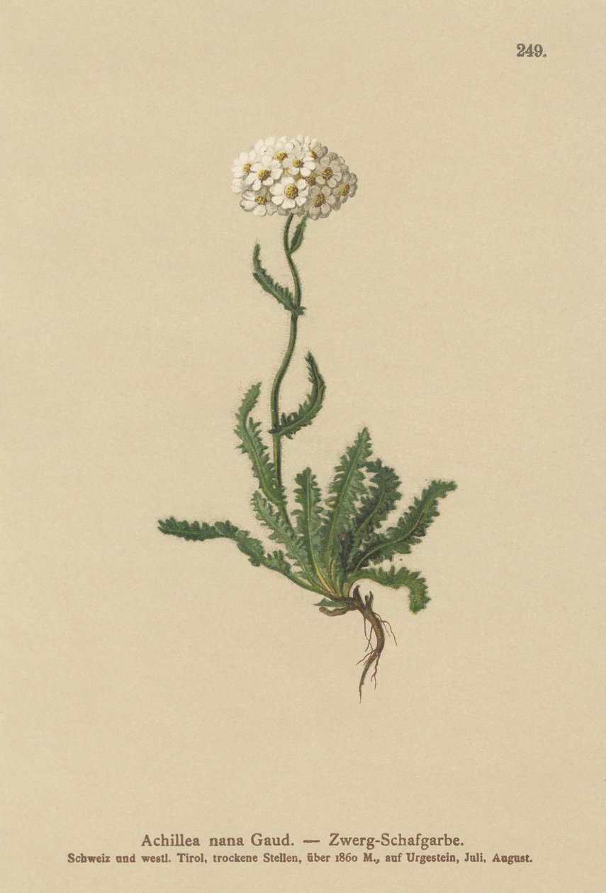 Dwarf Milfoil by German School