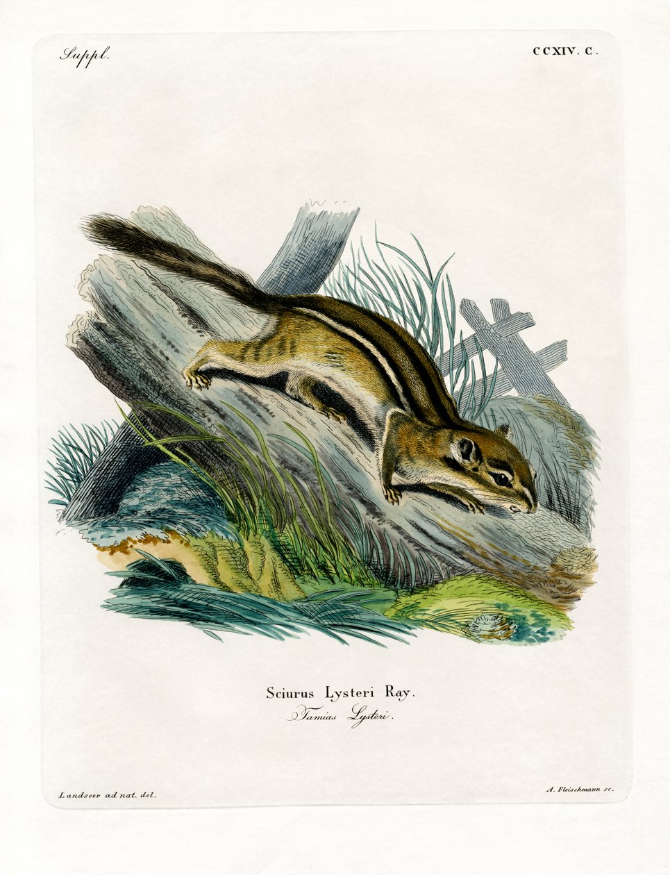 Eastern Chipmunk by German School