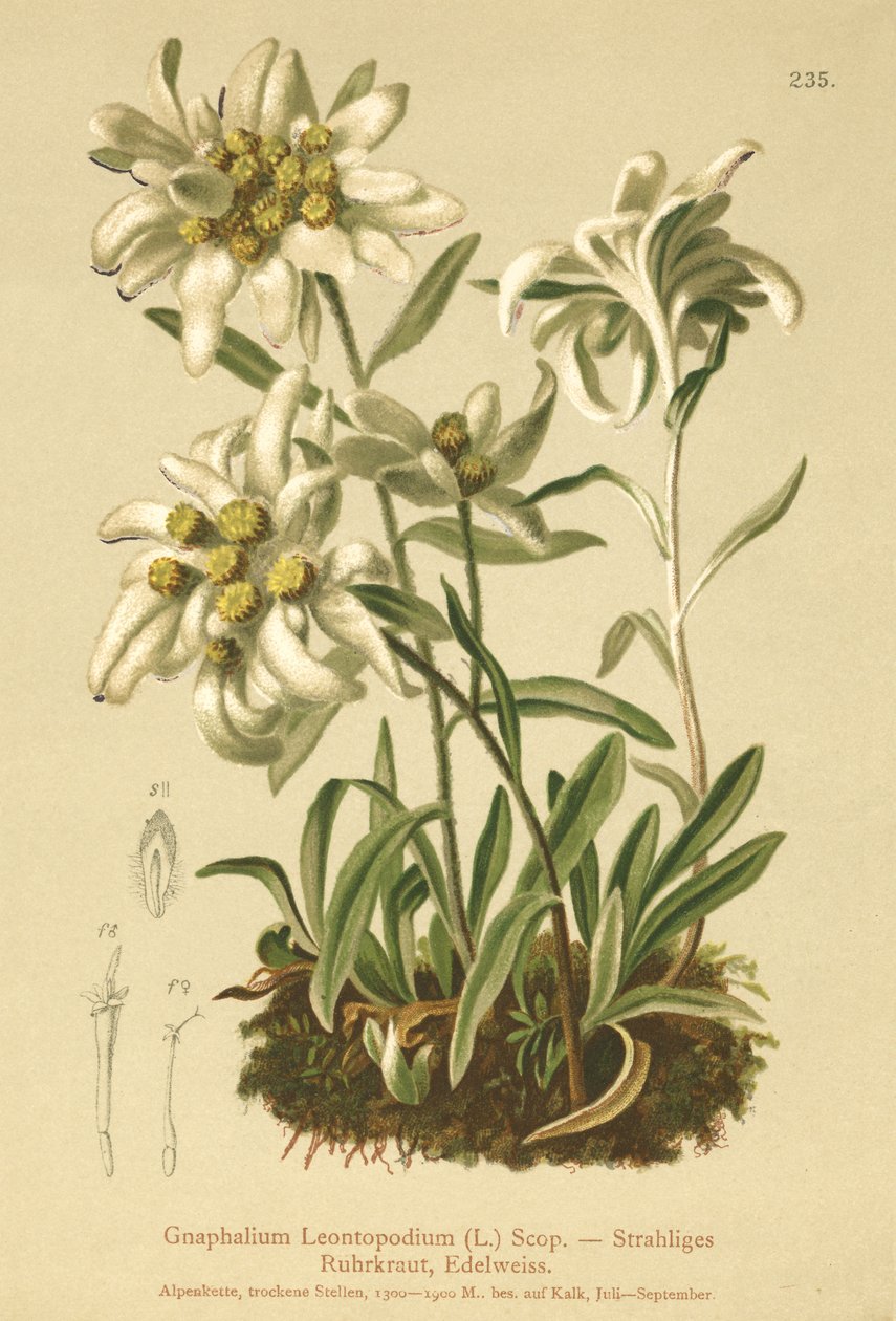 Edelweiss by German School