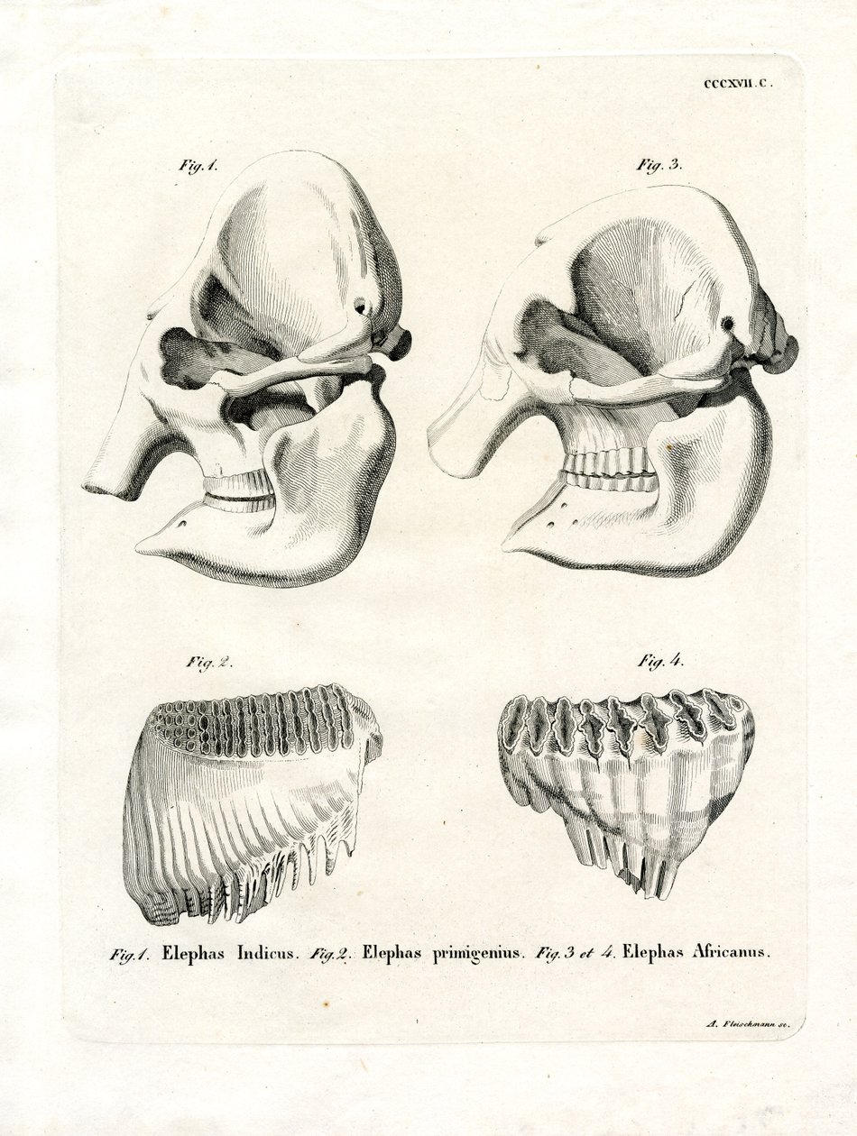 Elephant Skulls by German School