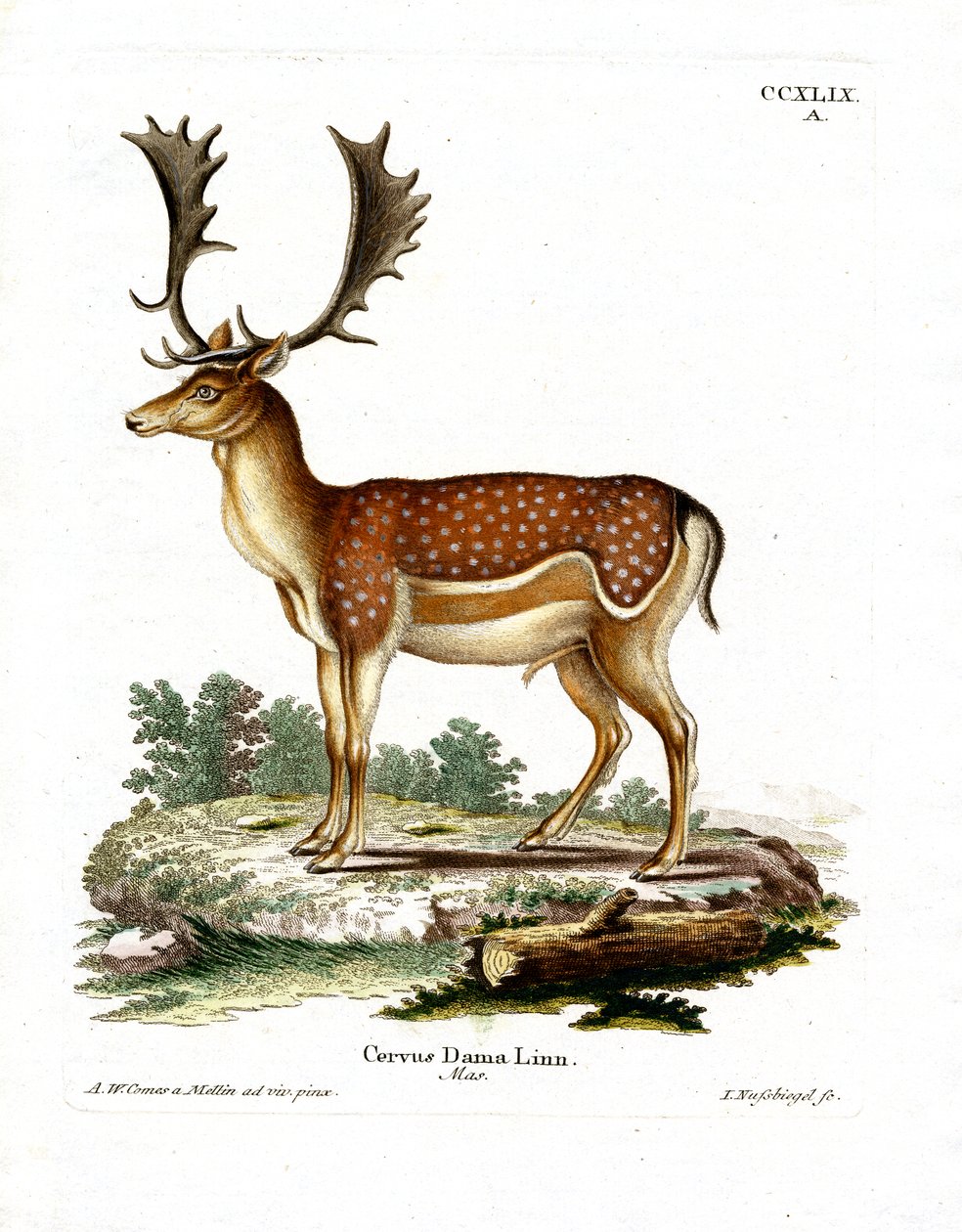 Fallow Deer by German School