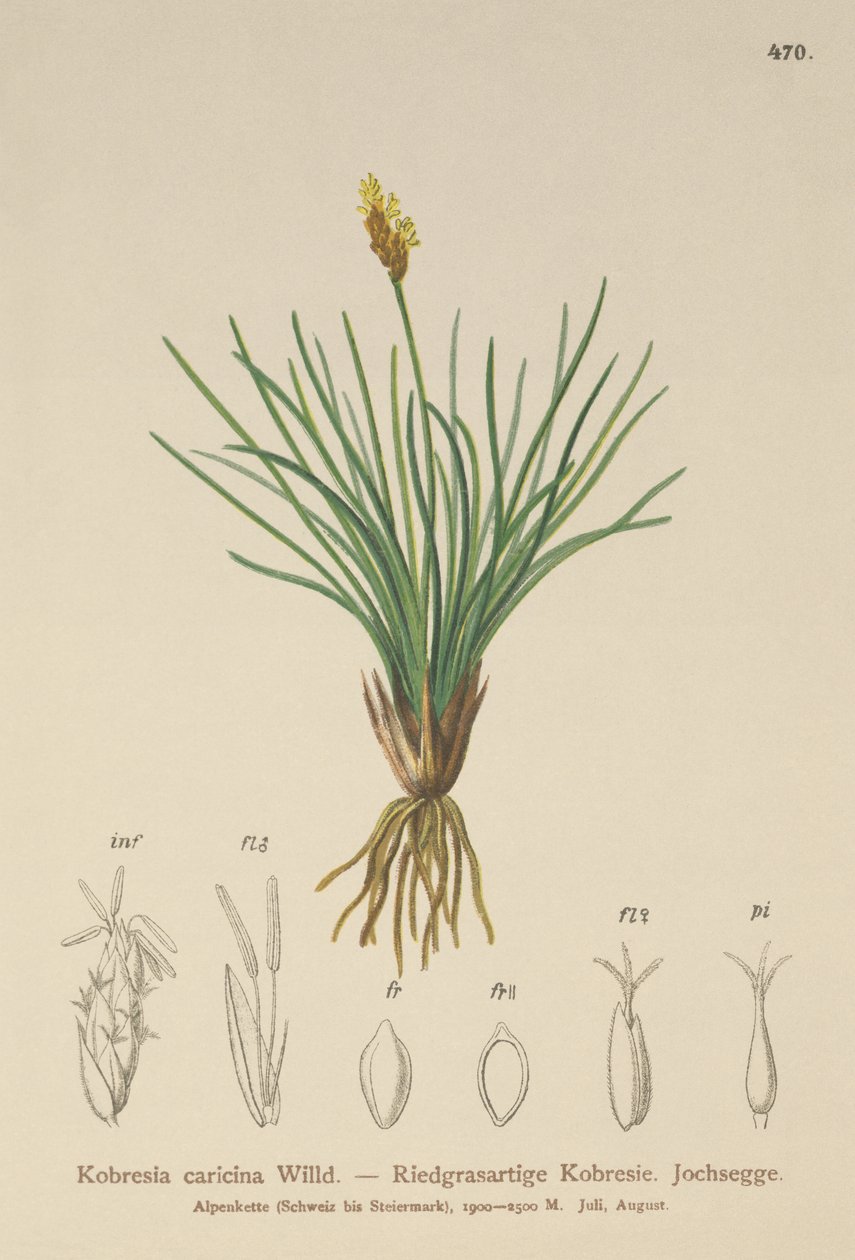 False Sedge by German School