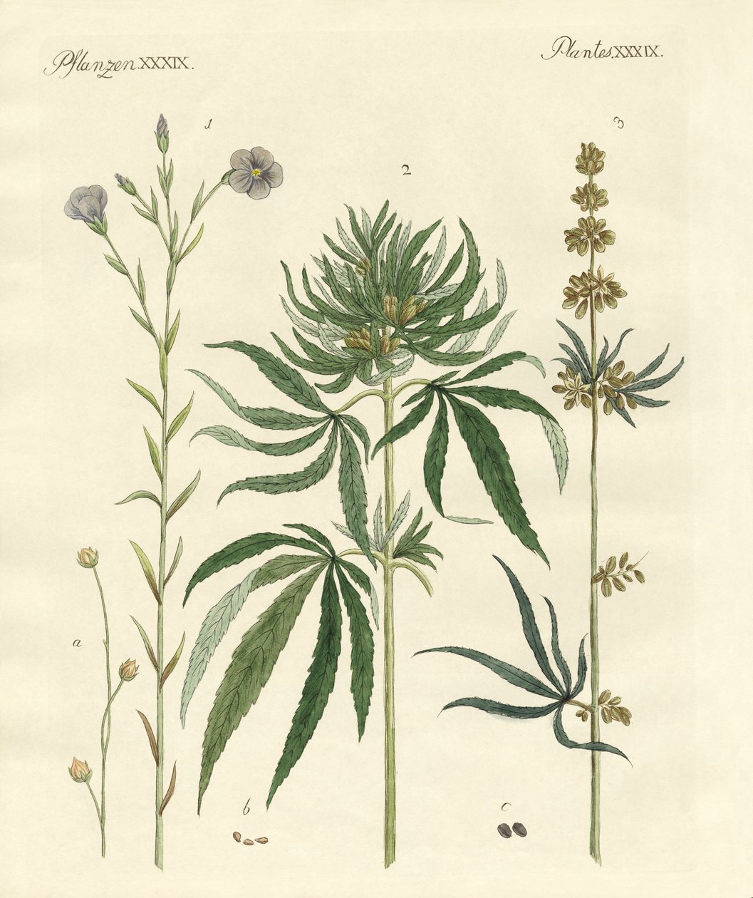 Flax and Hemp by German School