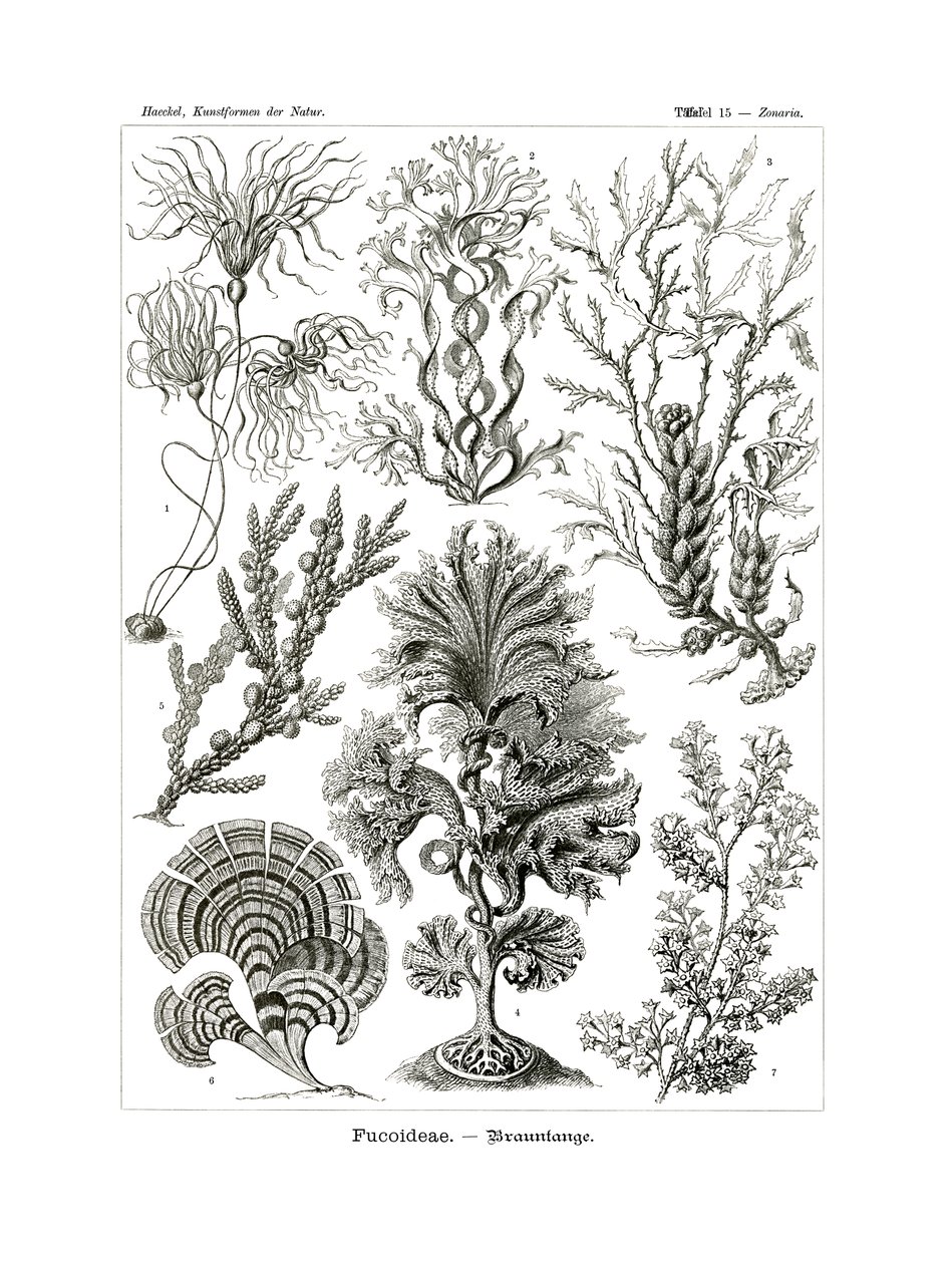 Fucoideae by German School