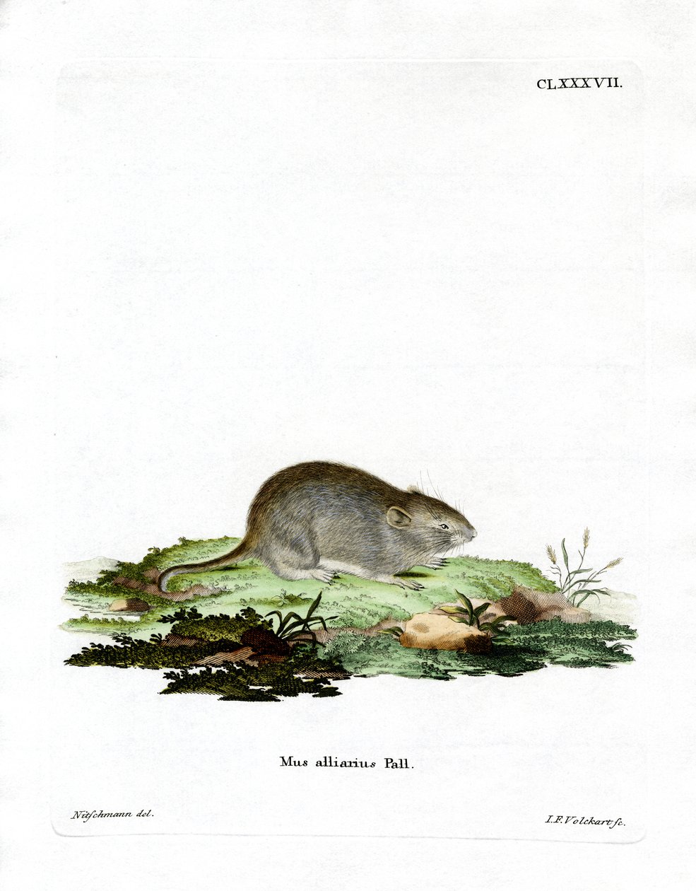 Garlic Mouse by German School