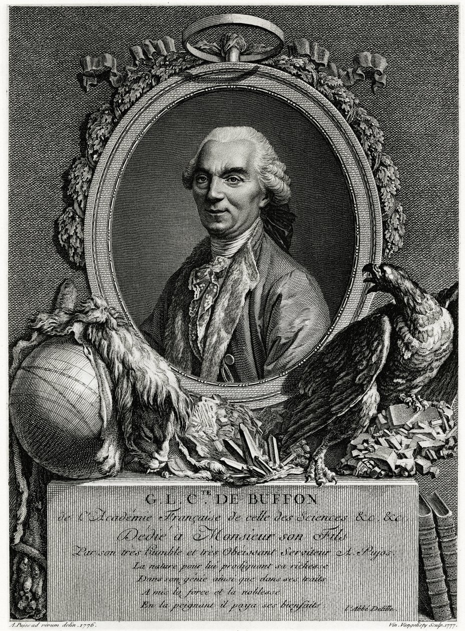 George Louis Leclerc Count of Buffon by German School