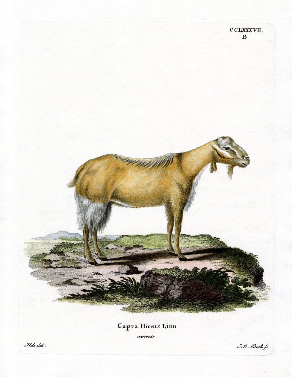 Goat Without Horns by German School