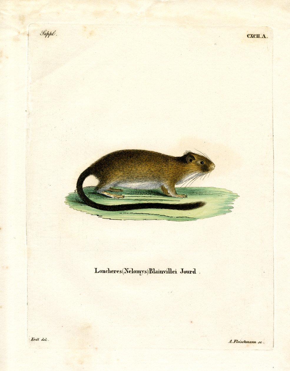 Golden Atlantic Tree Rat by German School