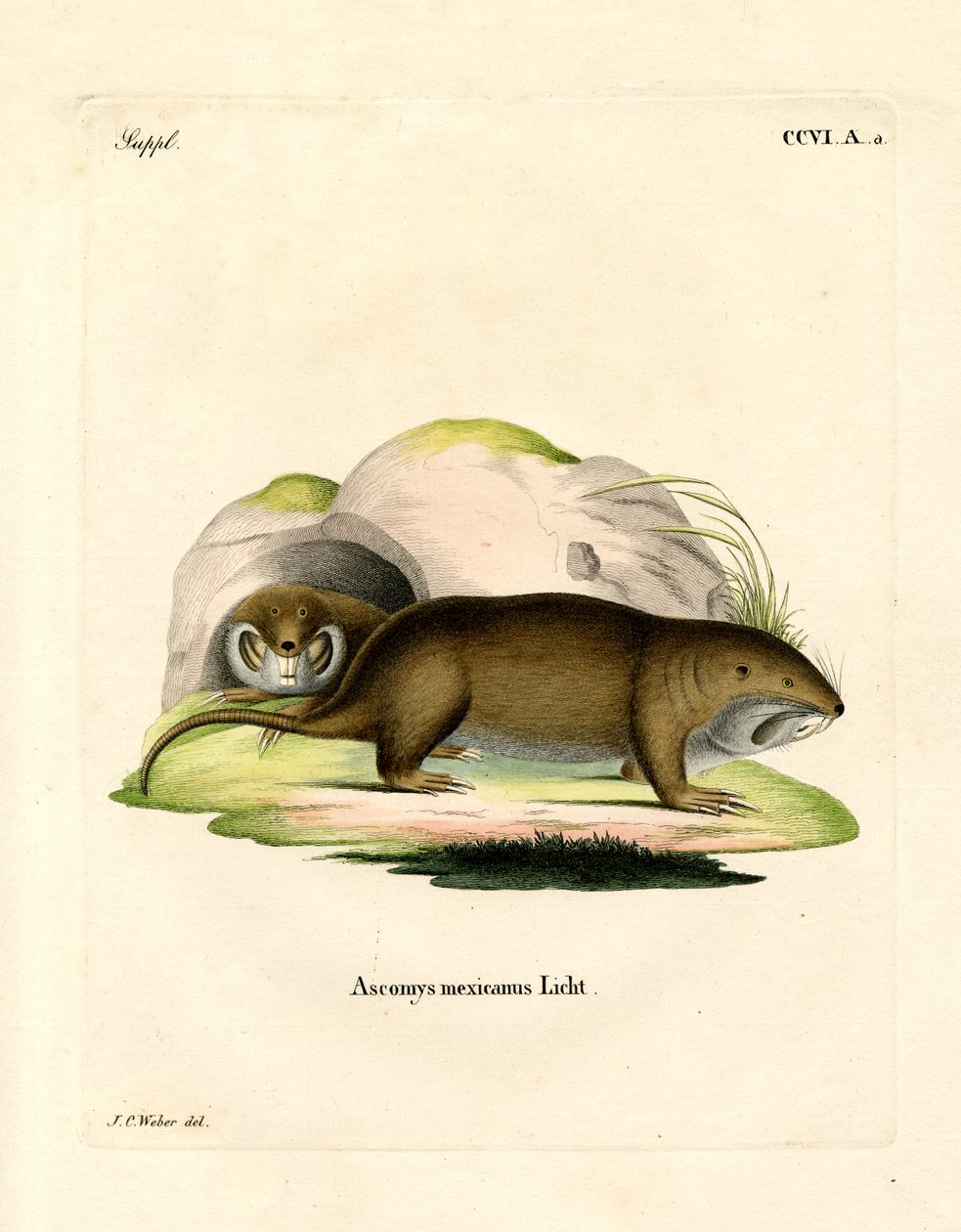 Gopher by German School