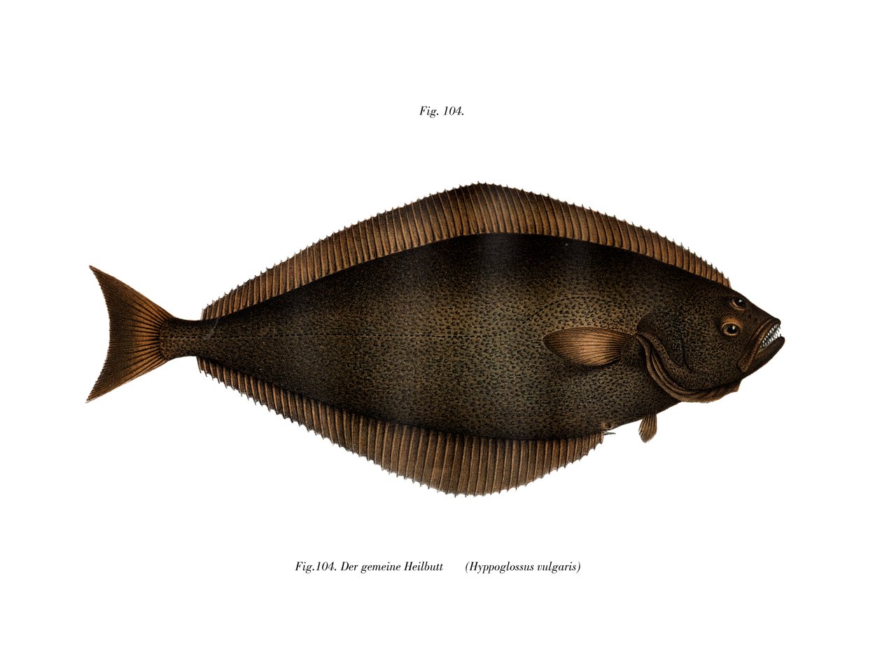 Halibut by German School