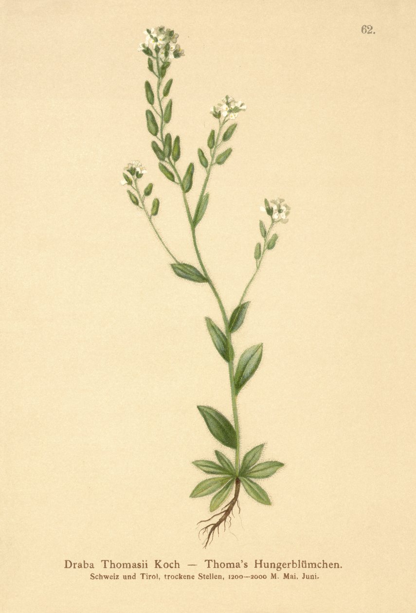 Hoary Whitlow-grass by German School