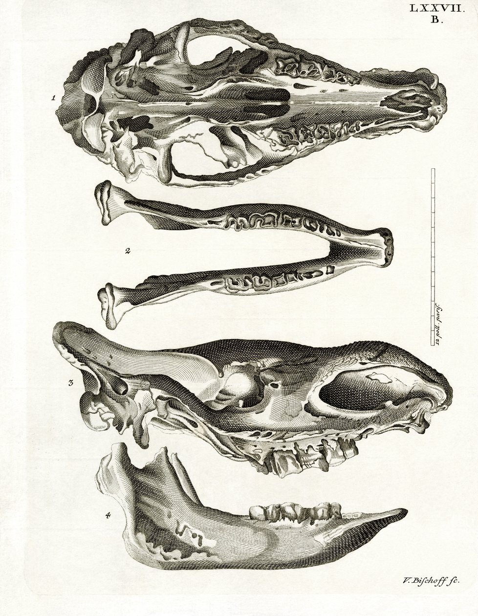 Jaw Bones by German School