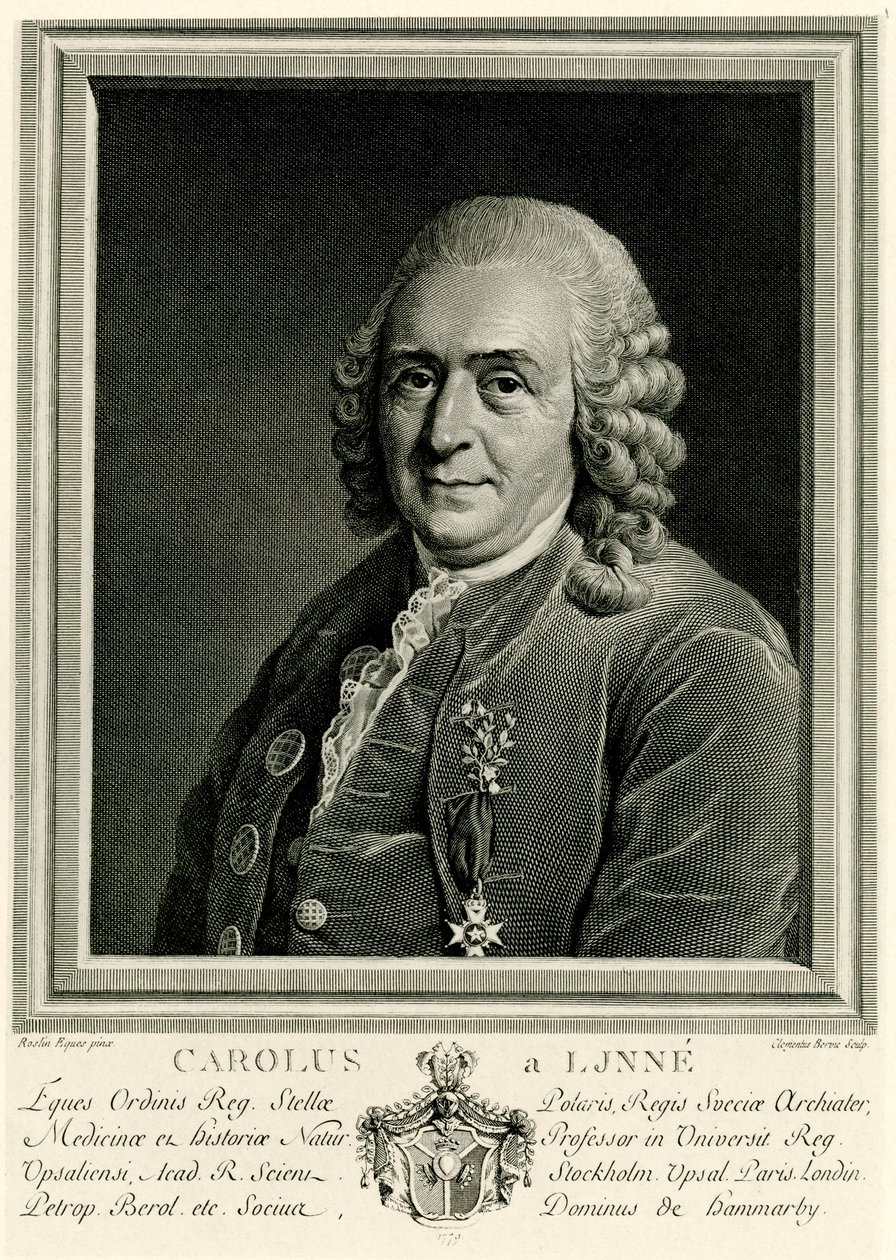 Carl Linnaeus by German School