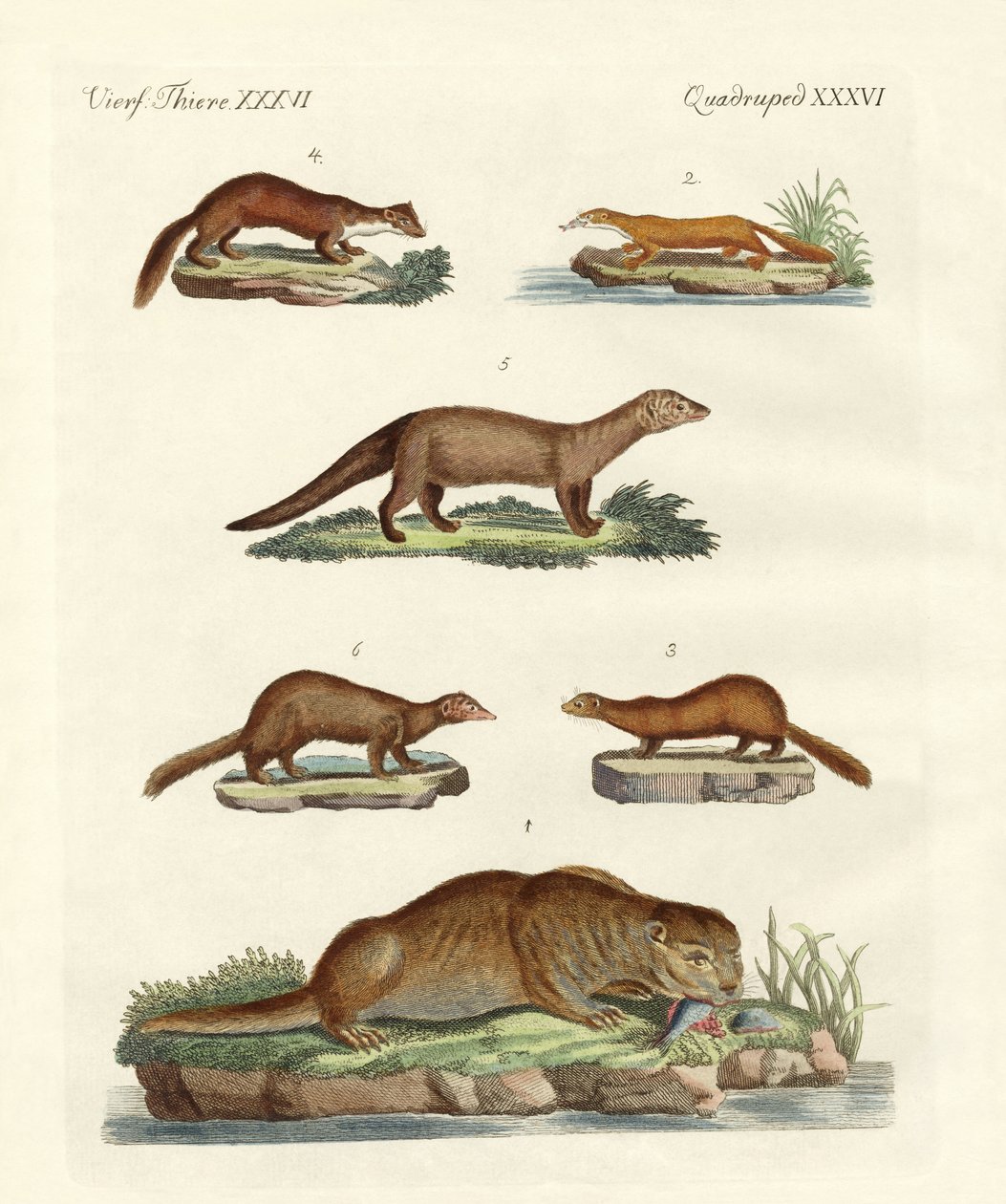 Kinds of Otters and Marten by German School