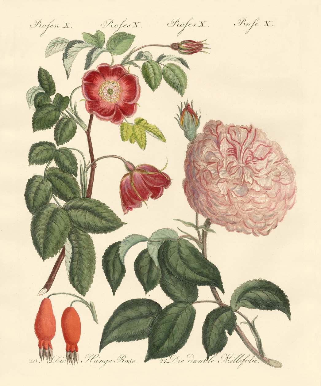 Kinds of Roses by German School