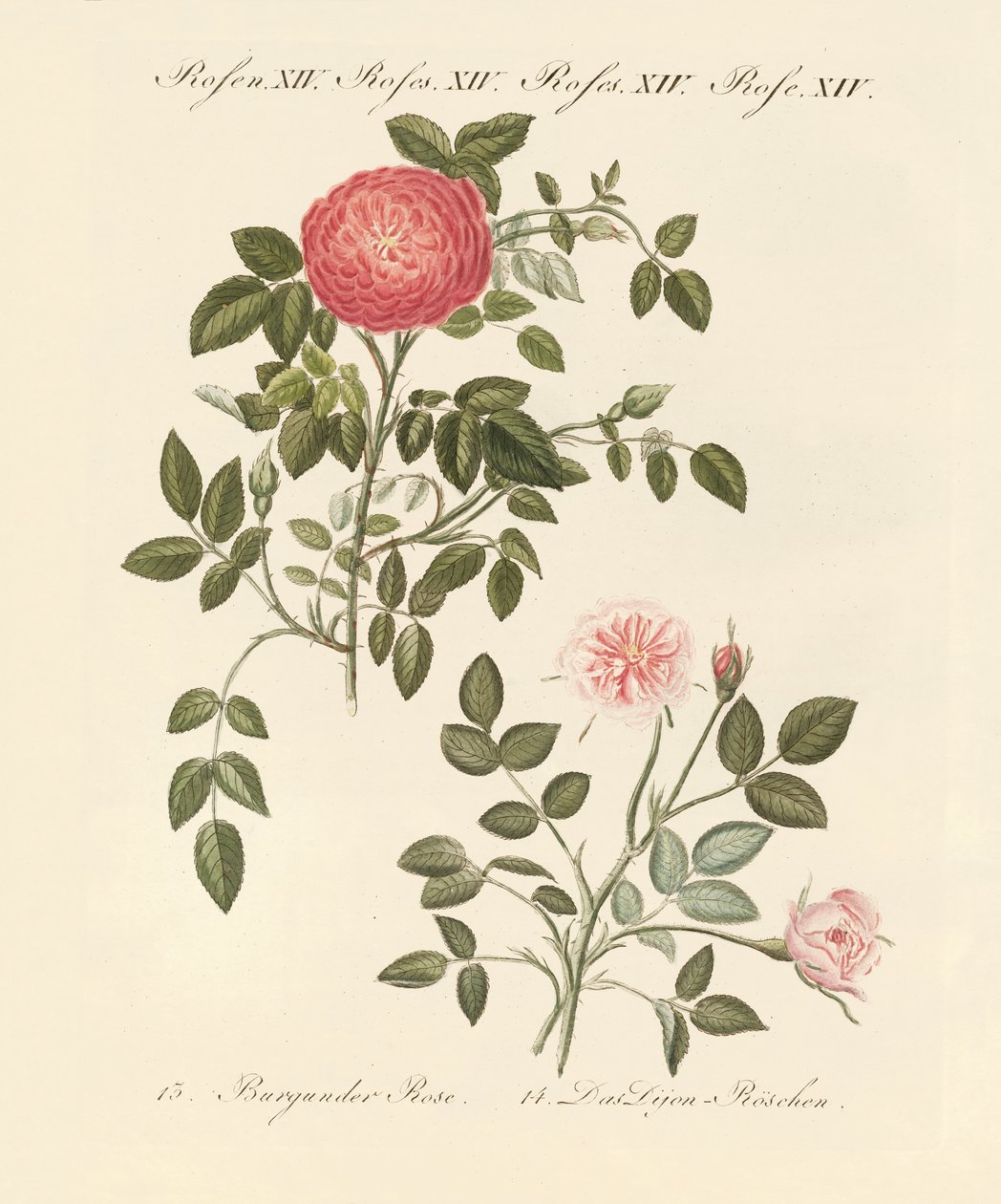 Kinds of Roses by German School