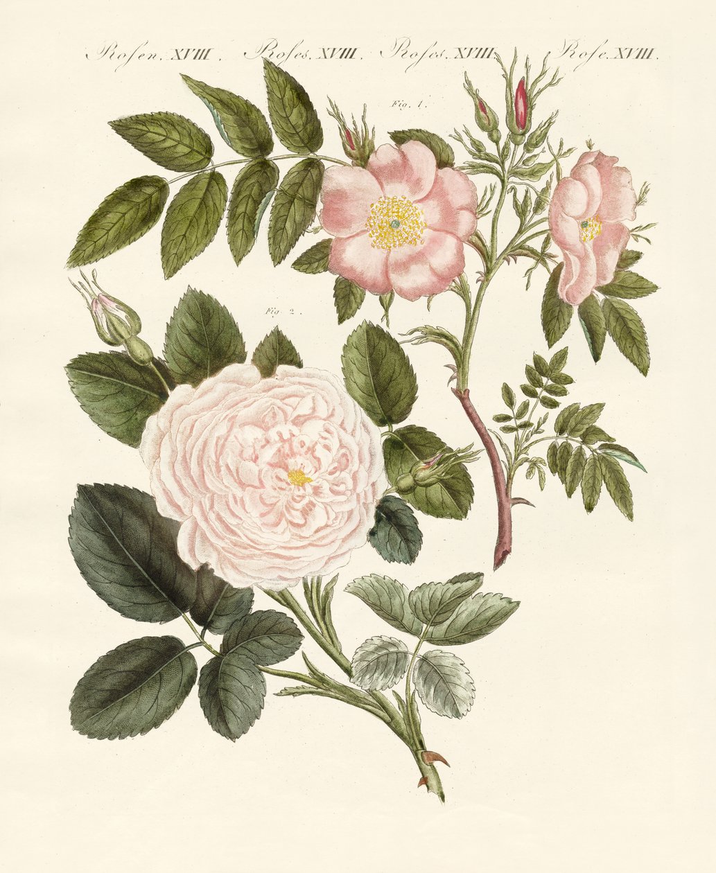Kinds of Roses by German School