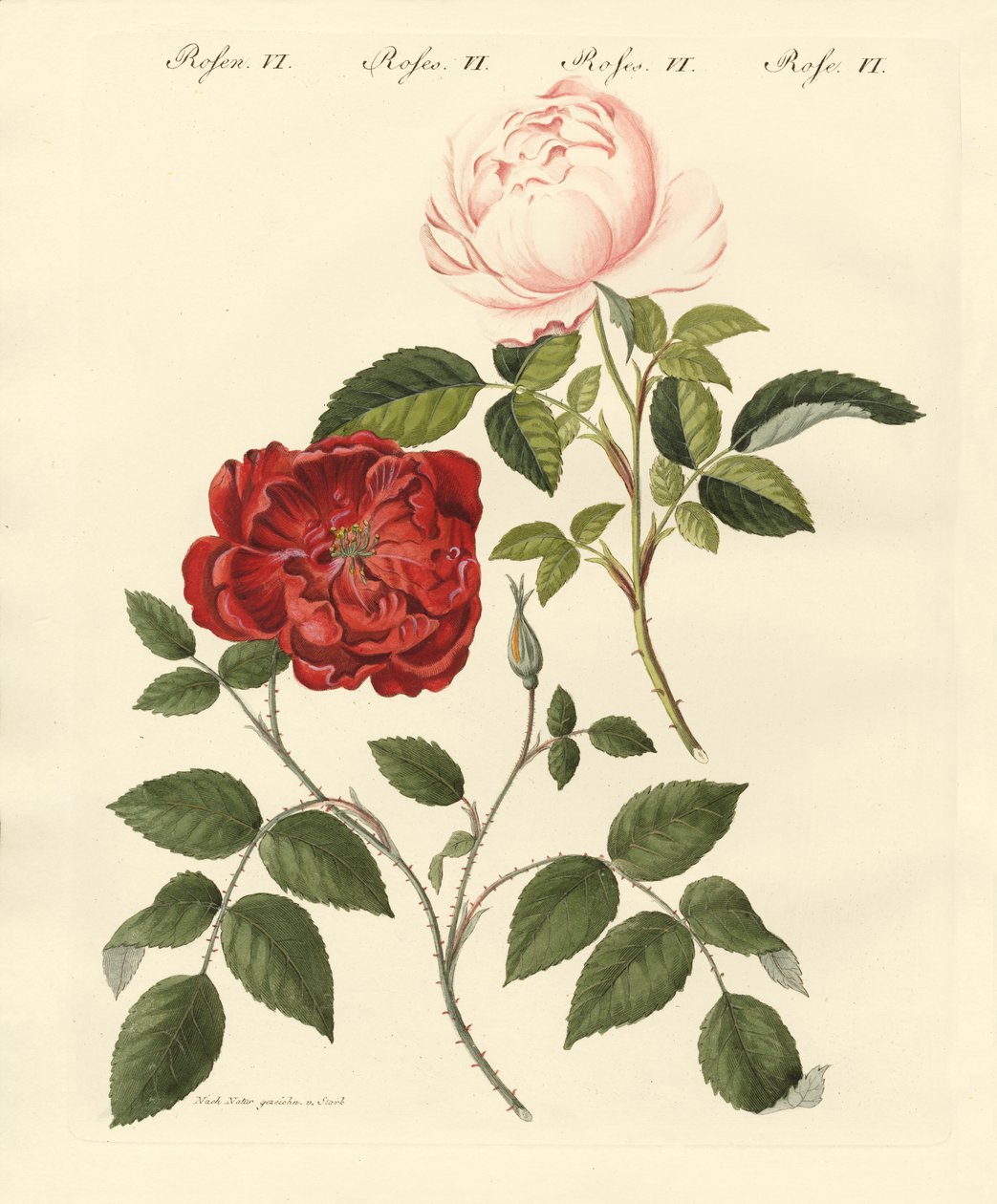 Kinds of Roses by German School