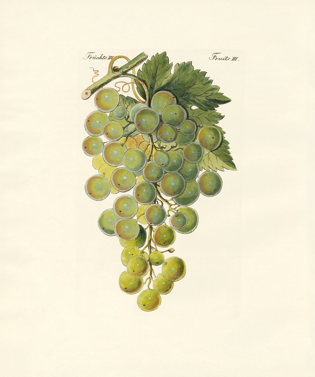 Kinds of Vines by German School