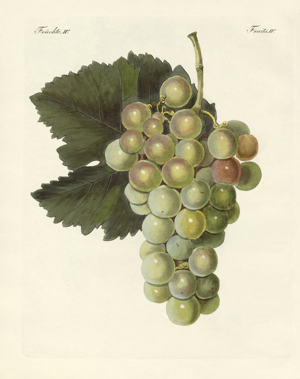 Kinds of Vines by German School