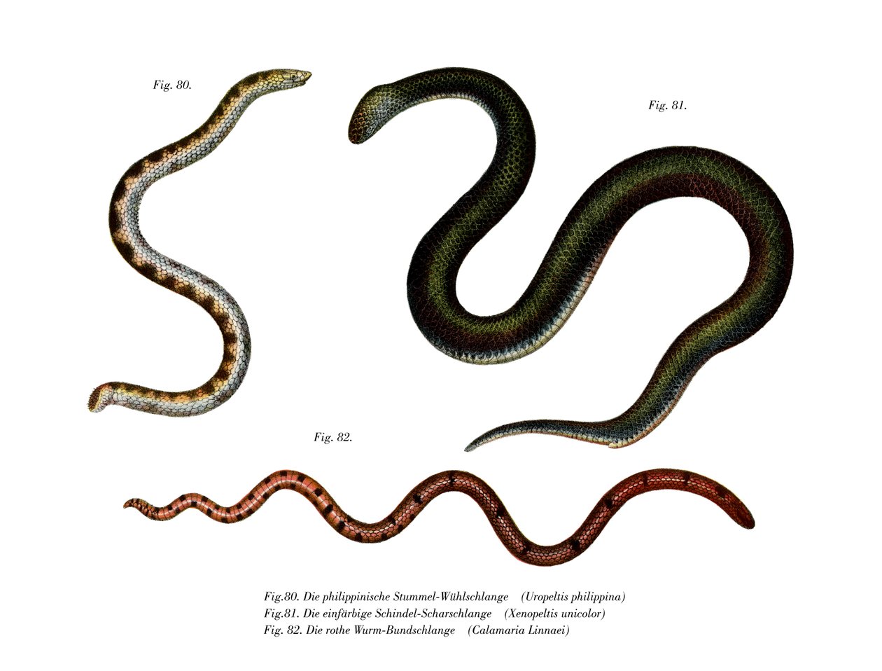 Large Shieldtail Snake by German School