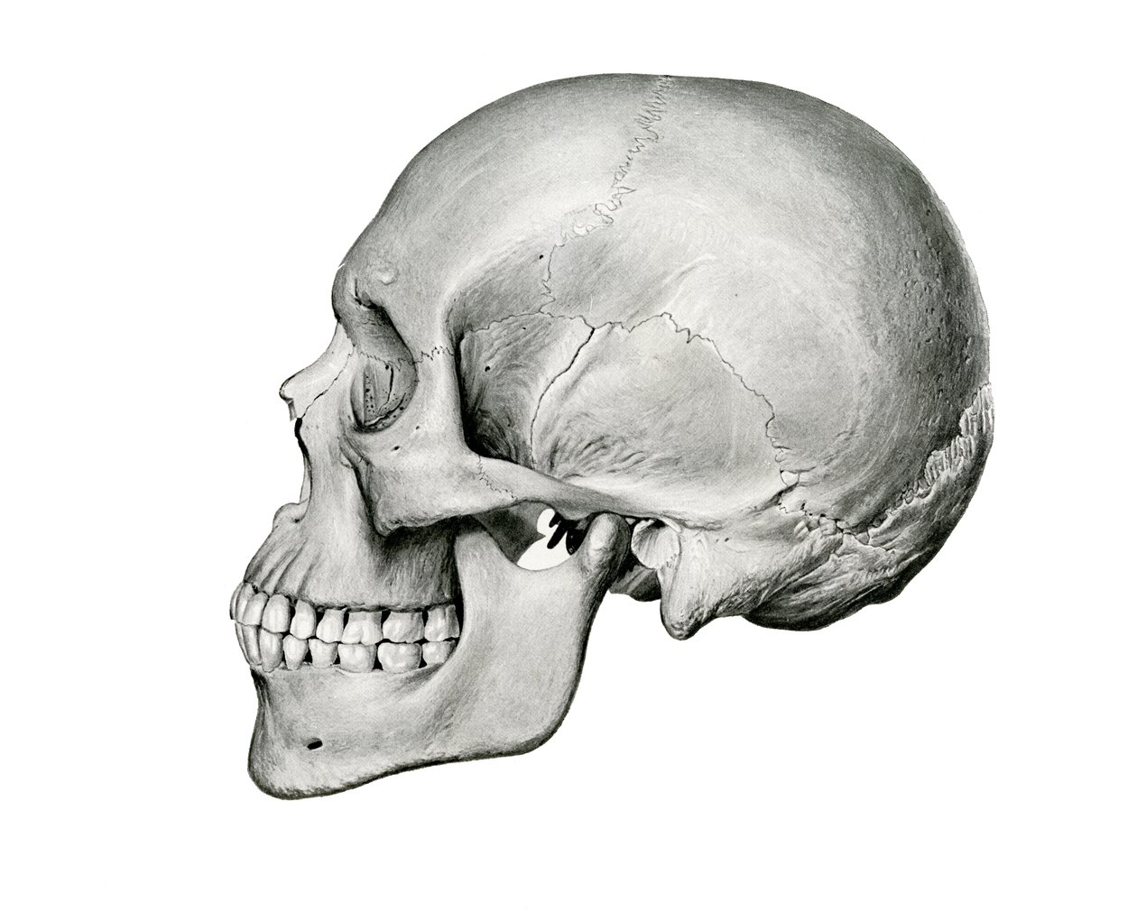 Lateral View of Human Skull by German School