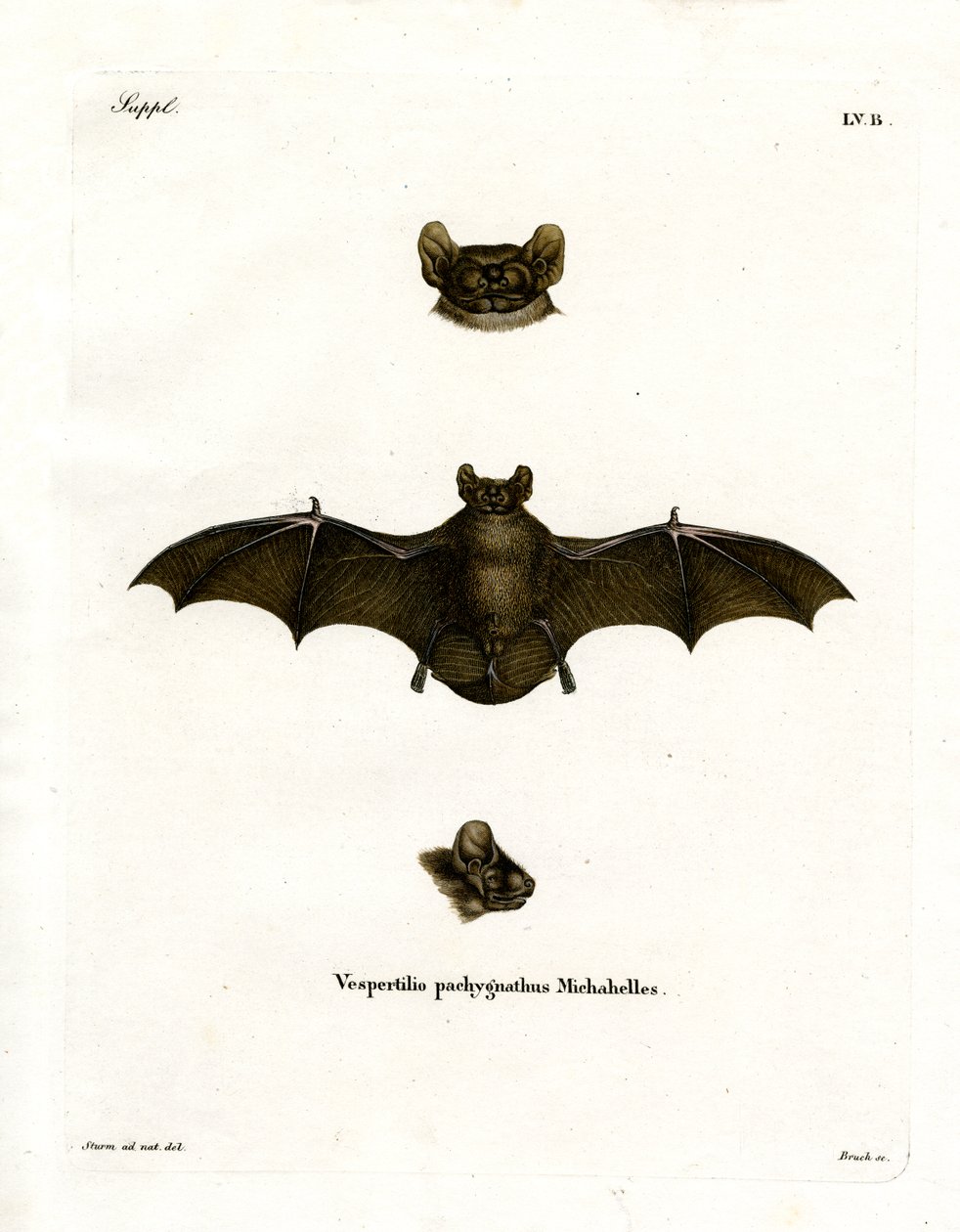Lesser Noctule Bat by German School