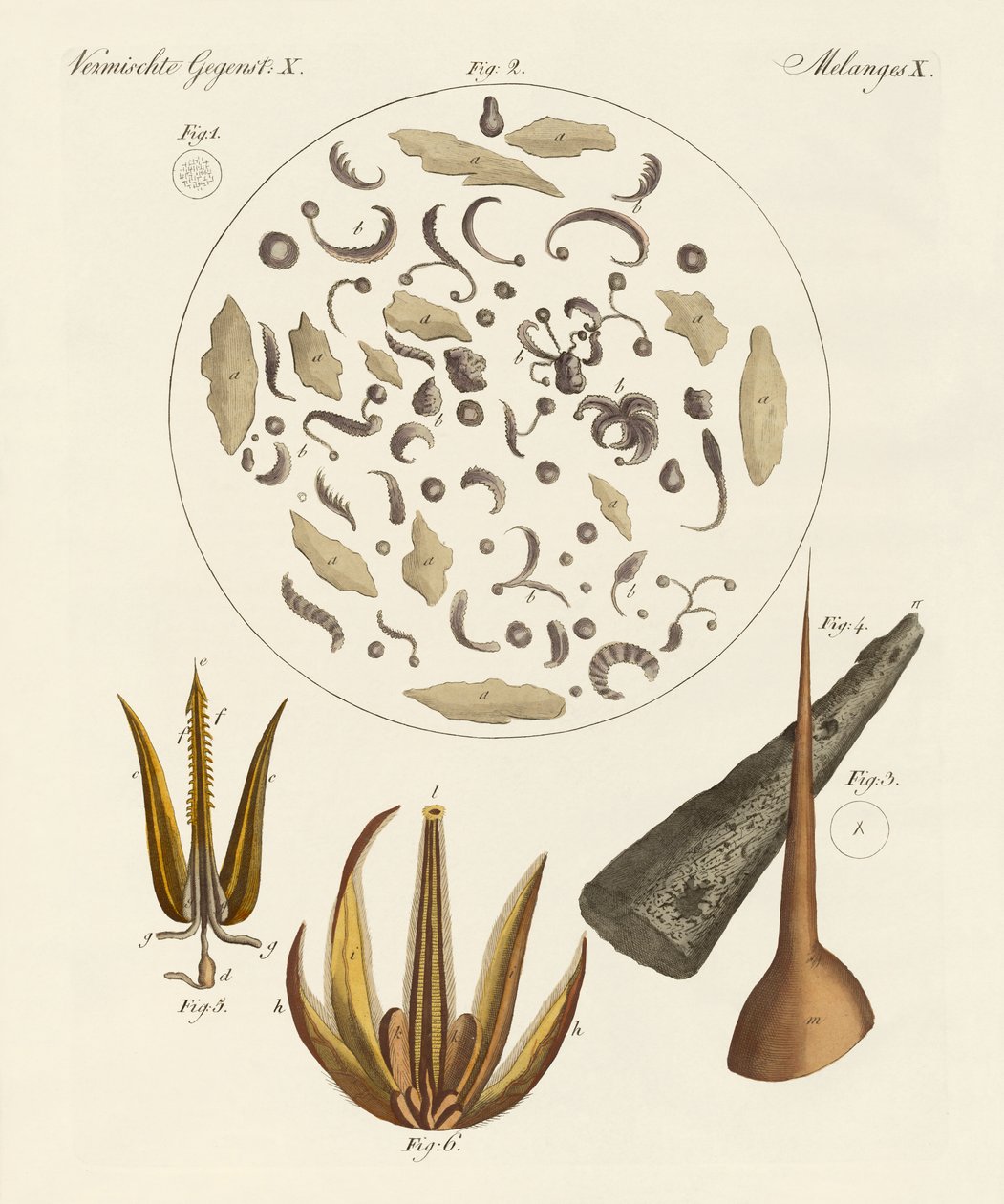 Microscopic Objects by German School