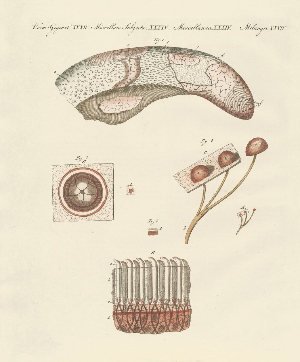 Microscopic study of the cow