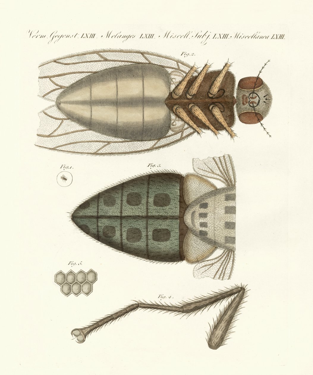 Microscopic view of the housefly by German School