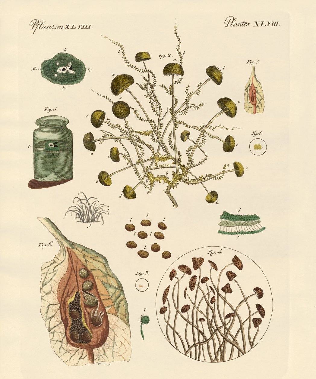Mold by German School