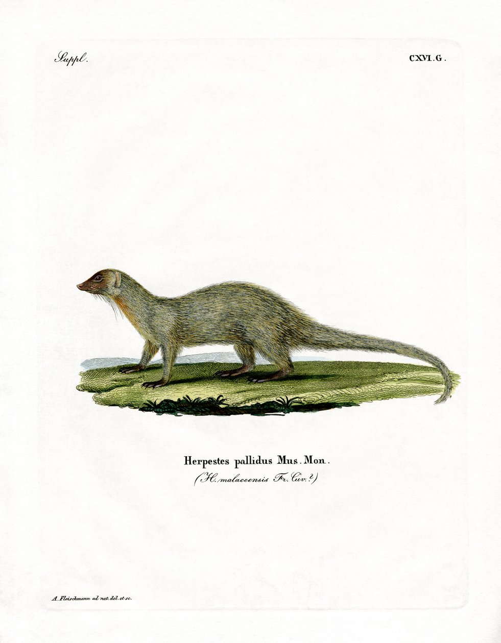 Mongoose by German School