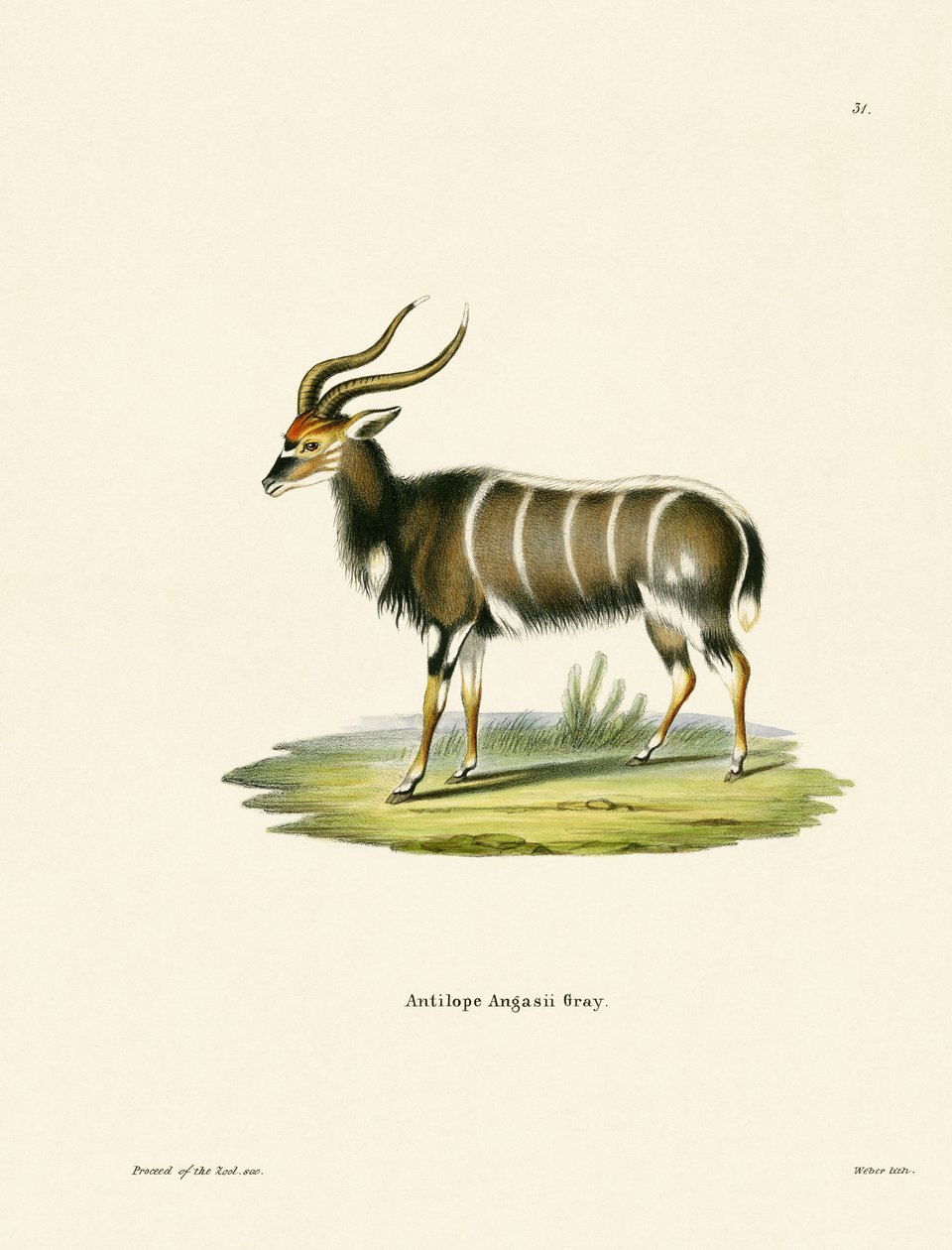 Nyala by German School