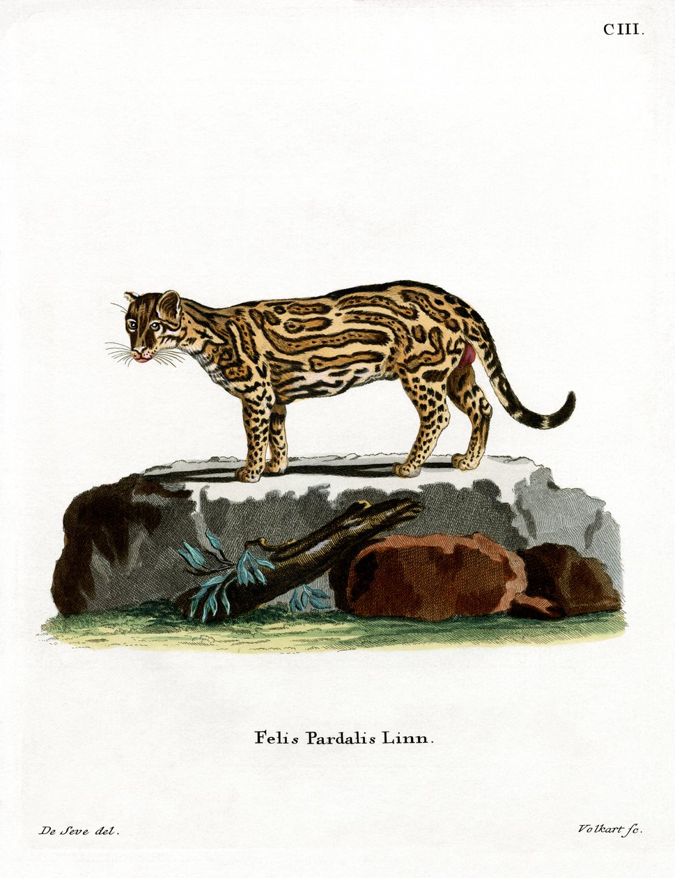 Ocelot by German School