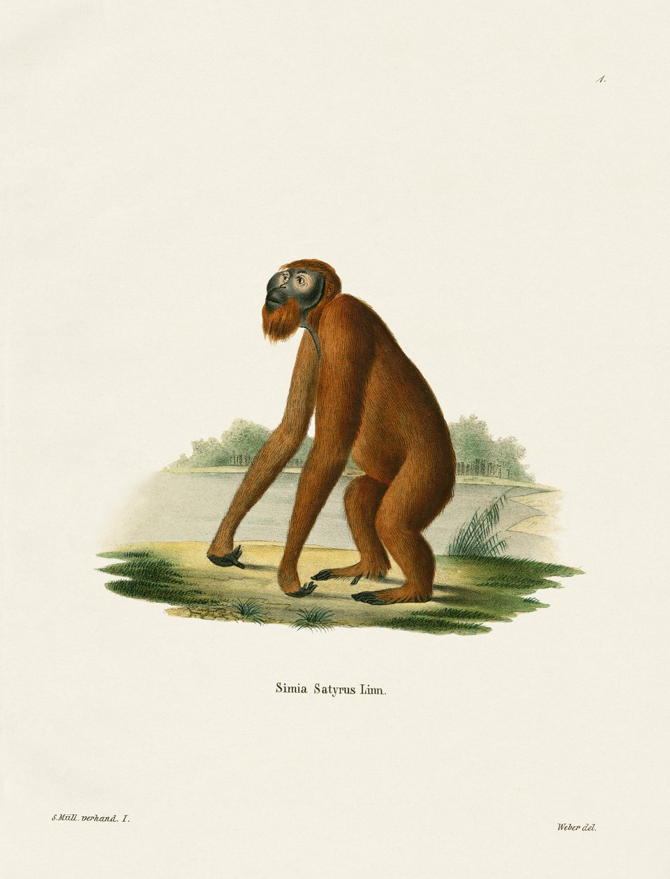 Orangutan by German School