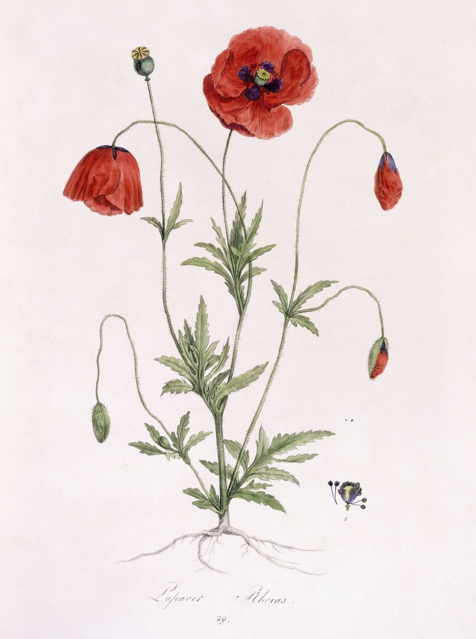 Papaver Rhoeas by German School