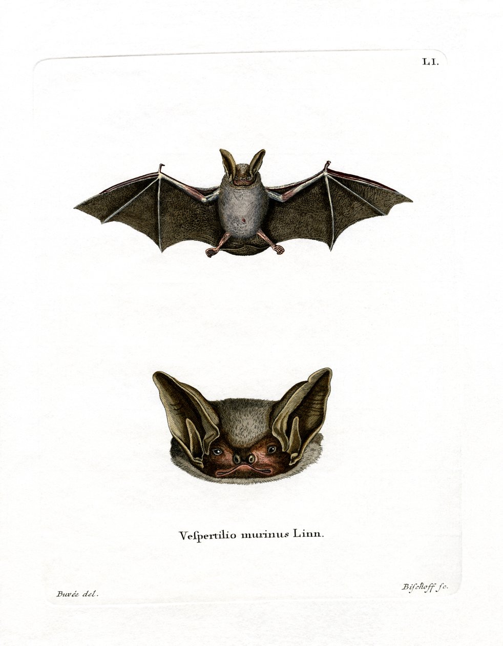 Particolored Bat by German School