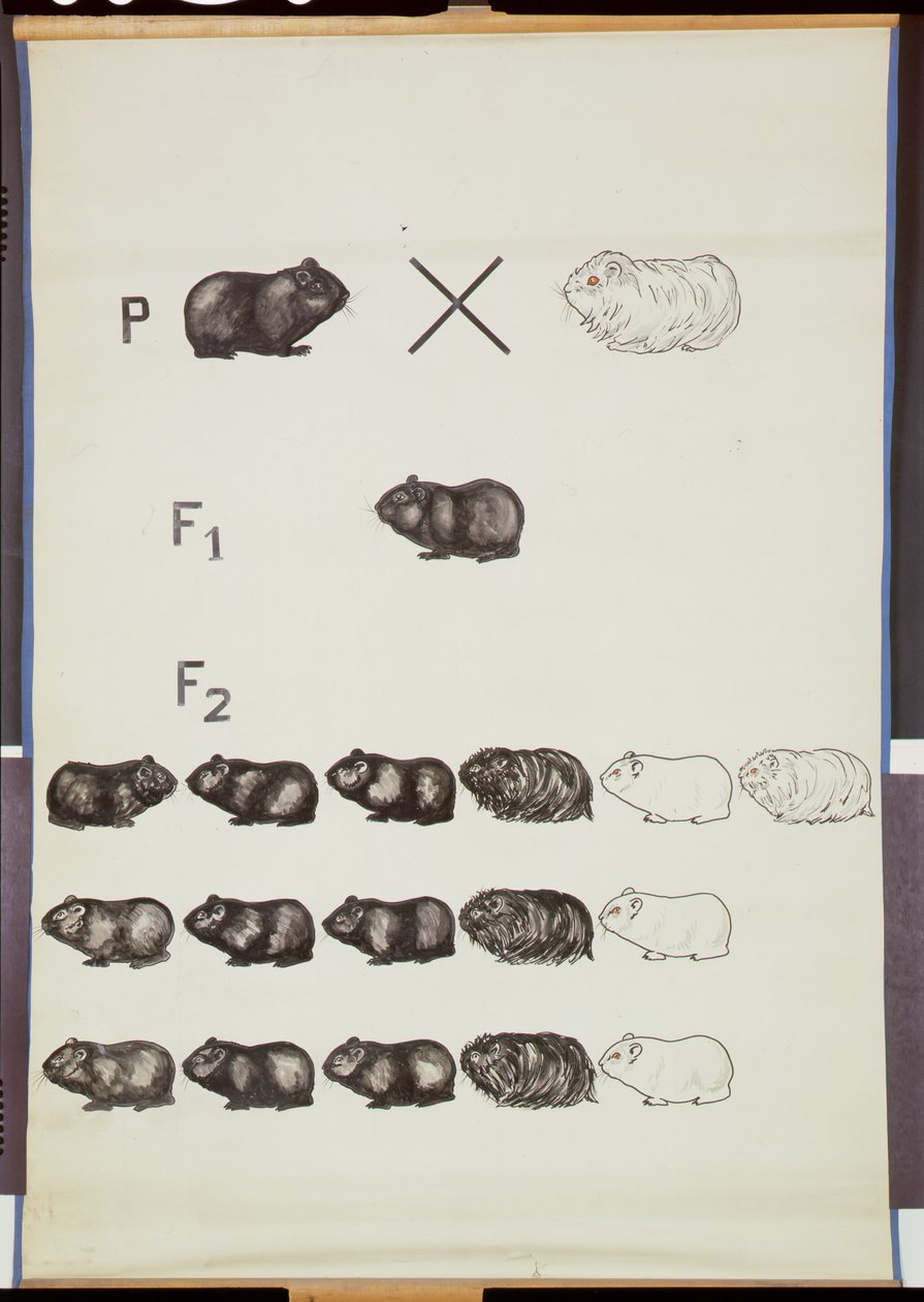 Poster demonstrating Mendel