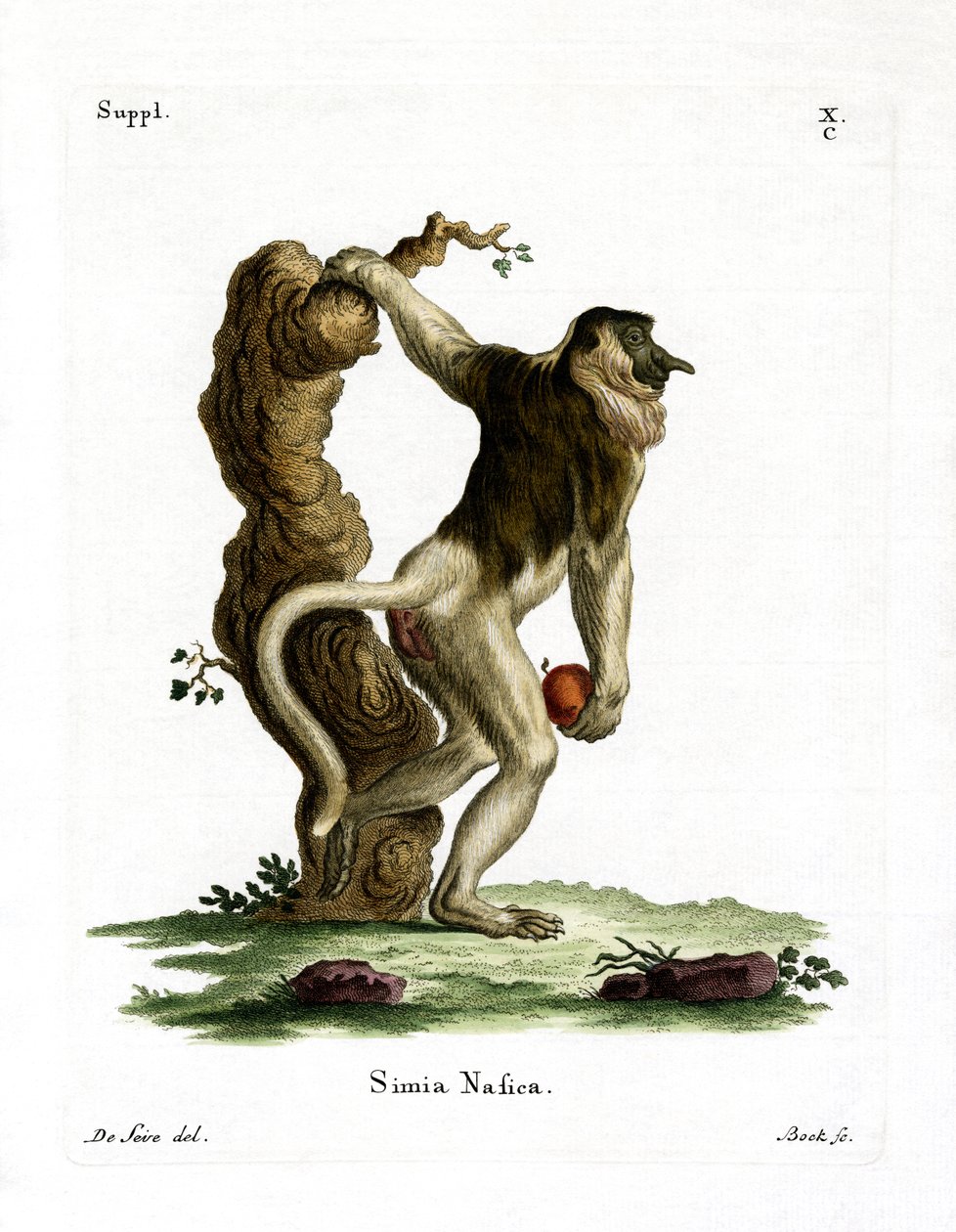 Proboscis Monkey by German School