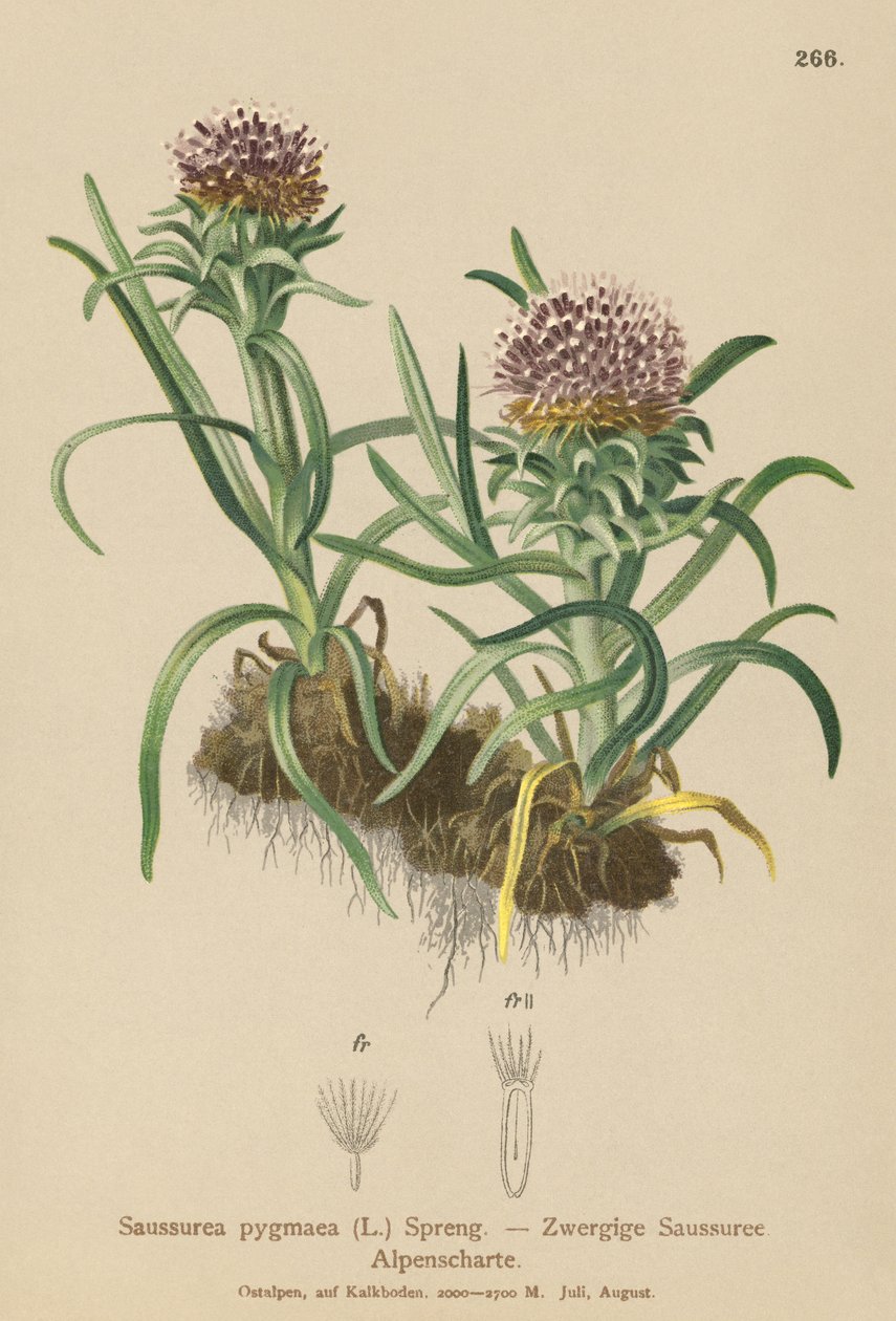 Pygmy Saussurea by German School