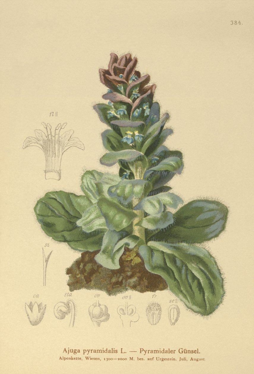 Pyramidal Bugle by German School