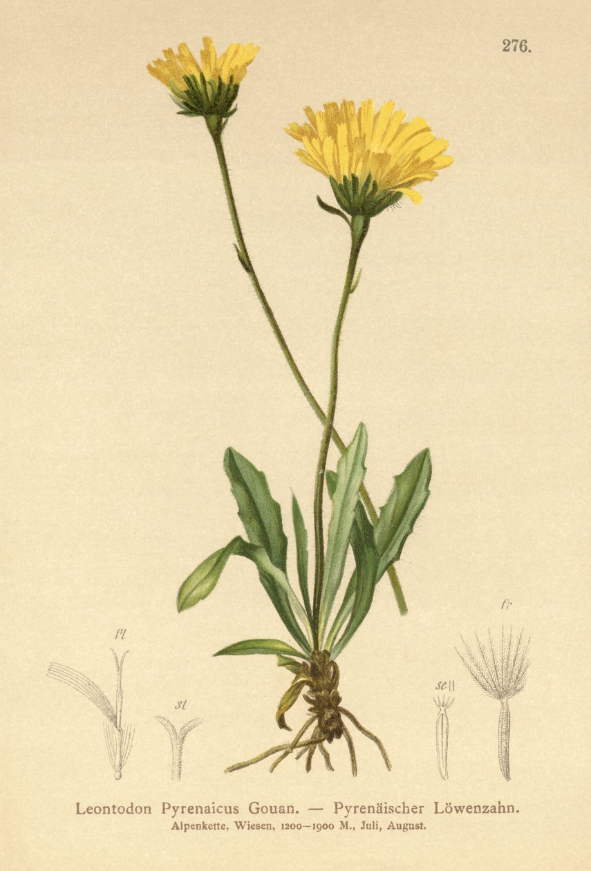 Pyrenean Hawkbit by German School