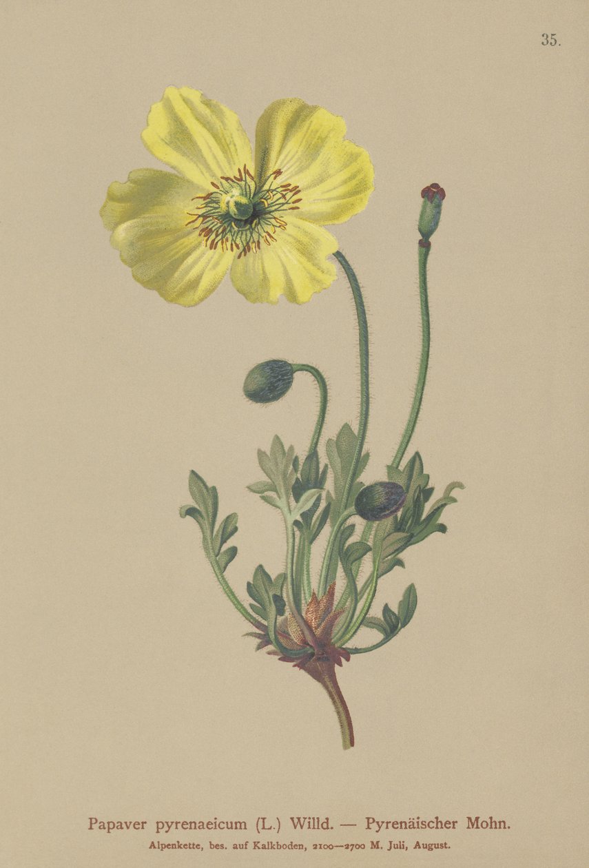 Pyrenean Poppy by German School