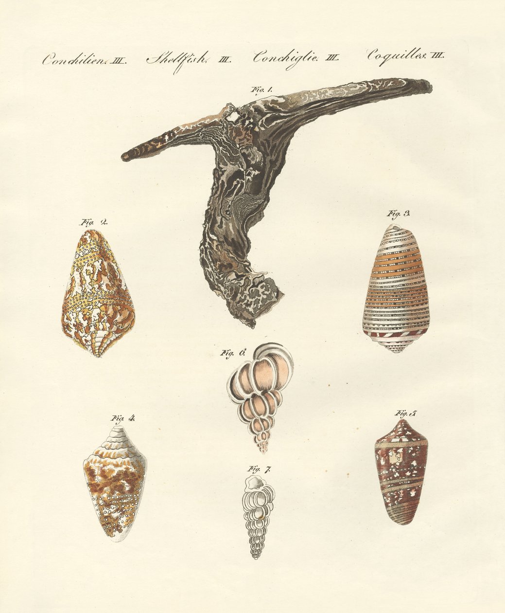 Rare shells by German School