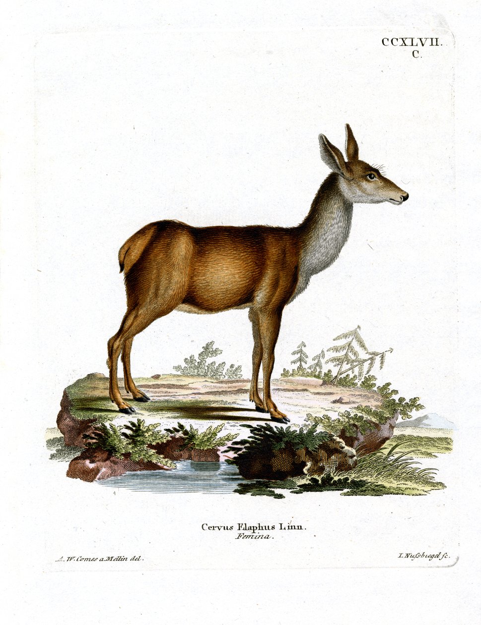 Red Deer by German School
