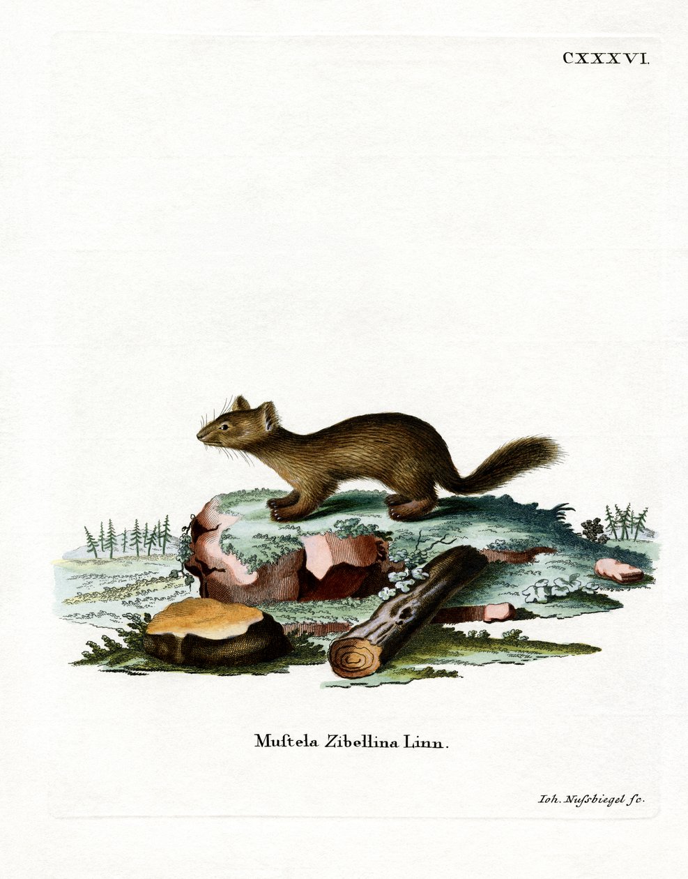 Sable by German School