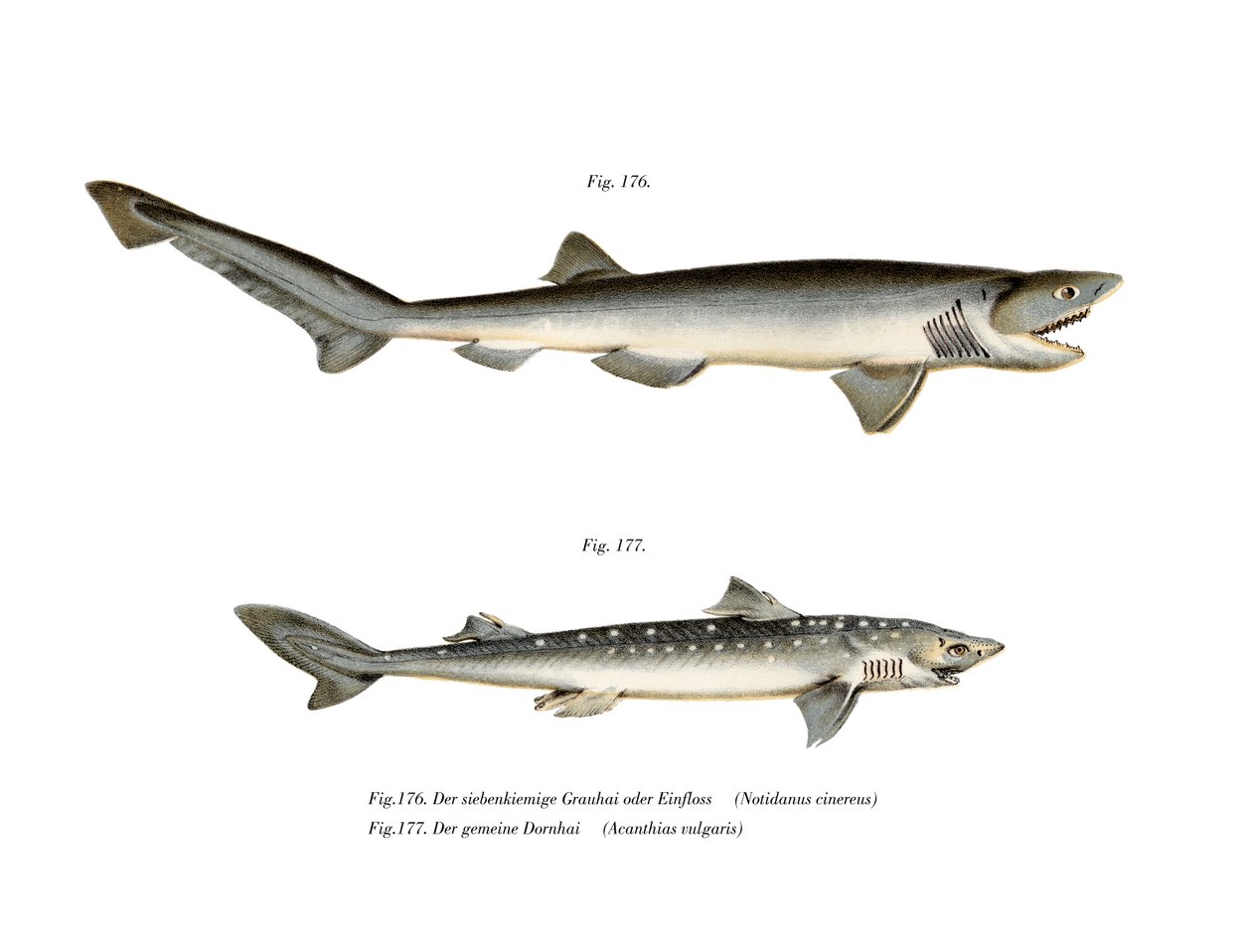 Sharpnose Sevengill Shark by German School